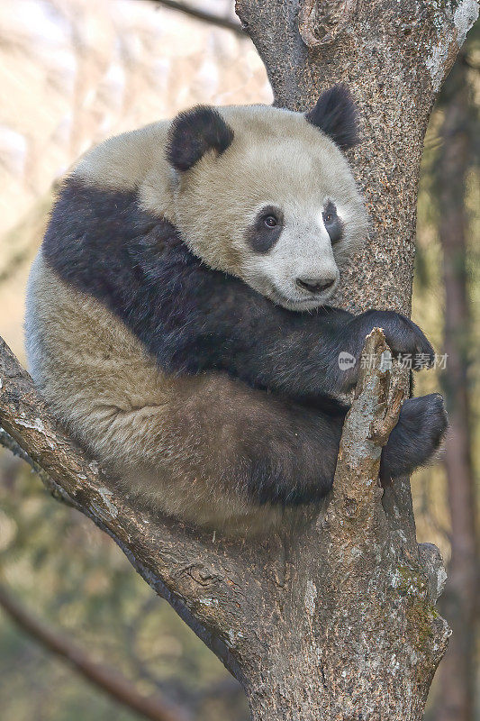 大熊猫;Ailuropoda melanoleuca;中国家庭熊科。爬树。